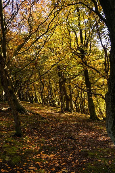 Tiro Vertical Caminho Cercado Por Árvores Altas Temporada Outono — Fotografia de Stock