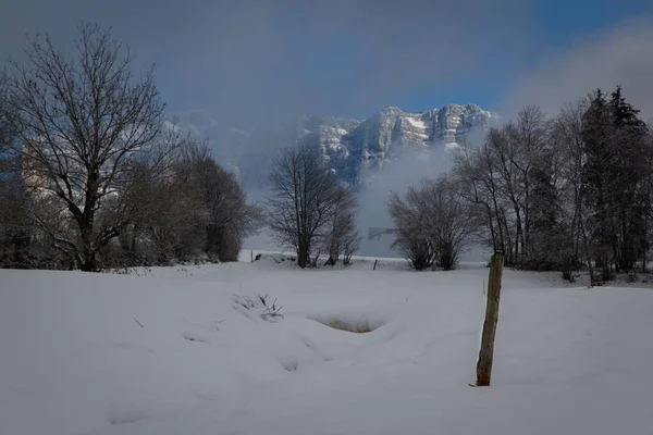Όμορφη Θέα Του Δάσους Του Χειμώνα Δέντρα Καλυμμένα Χιόνι Μπλε — Φωτογραφία Αρχείου