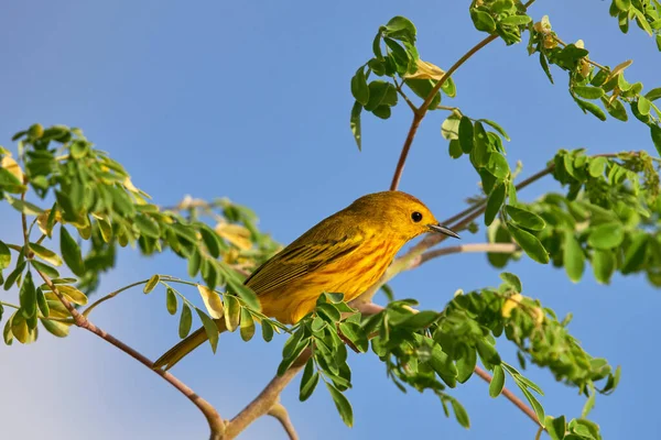 Une Paruline Jaune Perchée Sur Une Branche Arbre — Photo