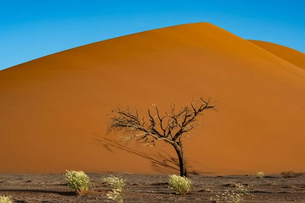 Namibia Pustynia Namib Drzewo Odizolowane Czerwonych Wydmach Tle — Zdjęcie stockowe