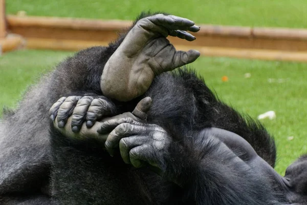 Gros Plan Gorille Noir Reposant Sur Une Pelouse Verte Dans — Photo