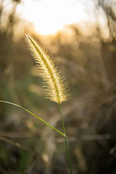 Pionowe Ujęcie Pięknej Foxtail Rośliny Polu Pod Sunlight — Zdjęcie stockowe