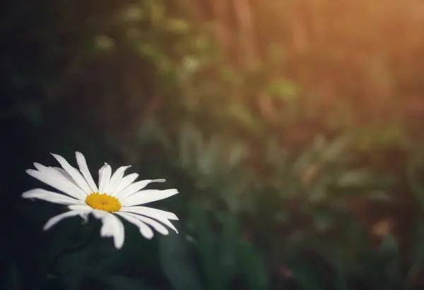 カモミールの花のクローズアップ — ストック写真