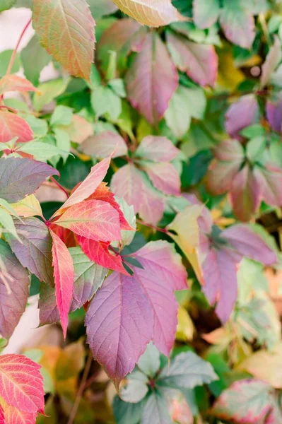 フレーム全体を撮影秋の葉の垂直ショット — ストック写真