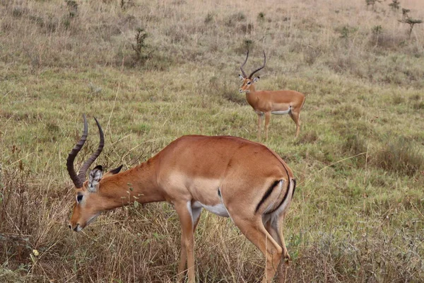 Primer Plano Hermosos Impalas Pastando Hierba Aire Libre Campo —  Fotos de Stock