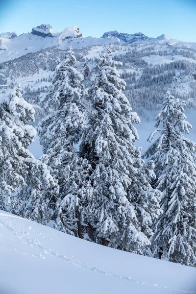 Вертикальный Снимок Красивых Сосен Лесу Швейцарии Покрытом Снегом — стоковое фото
