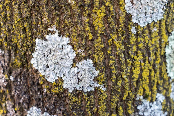 昼間の木の幹のクローズアップ — ストック写真