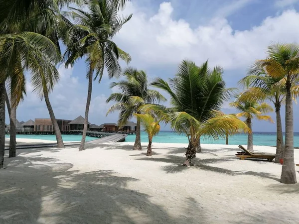 Coqueiro Uma Praia Ensolarada Nas Maldivas — Fotografia de Stock