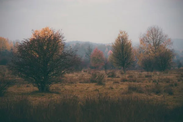 Uma Vista Uma Área Florestada Dia Sombrio Outono — Fotografia de Stock