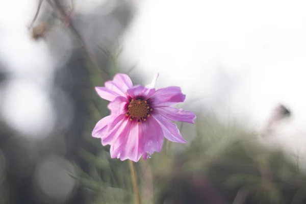 Primer Plano Una Flor Rosa Cosmos Con Fondo Borroso Aire —  Fotos de Stock