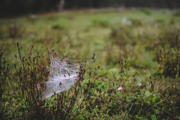 Ein Grünes Feld Mit Spinnennetz Auf Einer Kleinen Pflanze Bei — Stockfoto