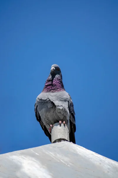 一只灰色的鸽子在屋顶上的垂直的 低角度的射击 背景为蓝天 — 图库照片