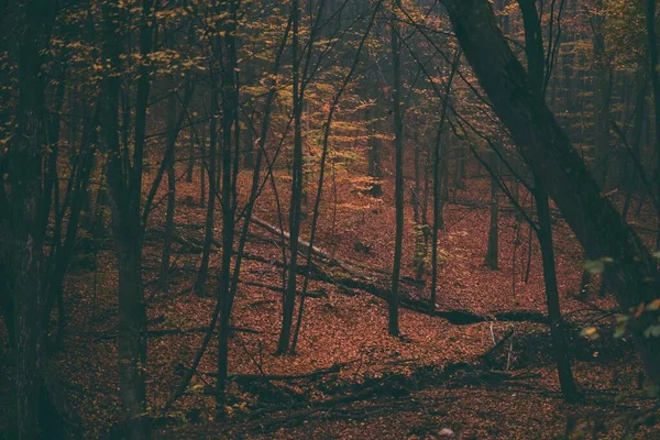 Les Grands Troncs Arbres Aux Feuilles Automne Colorées Dans Forêt — Photo