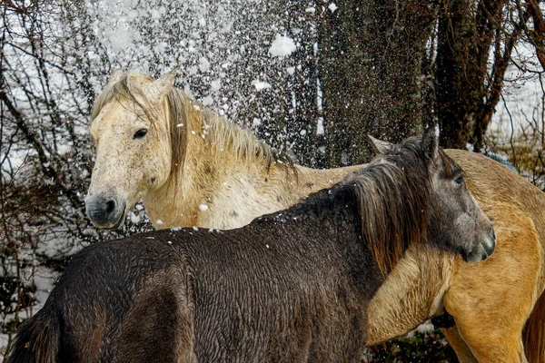 冬季的一对家马 马蹄马蹄马蹄 — 图库照片
