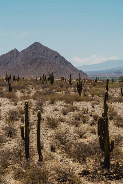 Ein Atemberaubender Blick Auf Den Saguaro Nationalpark Pima County Südosten — Stockfoto
