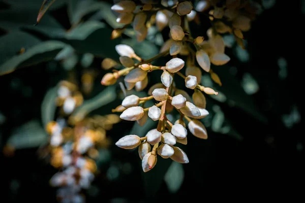 Nandina Domestica Isoliert Himmlischer Bambus Himmlische Bambusblumen Golfstrom — Stockfoto