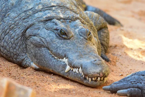 Zdjęcie Głowy Krokodyla Zoo — Zdjęcie stockowe