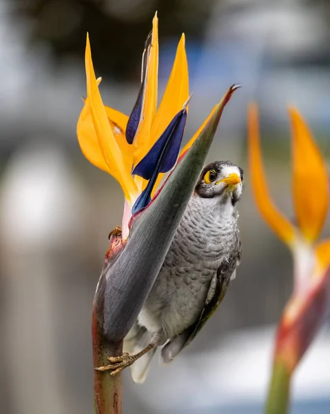 Крупный План Шумной Шахтерской Птицы Сидящей Цветке Размытом Фоне — стоковое фото