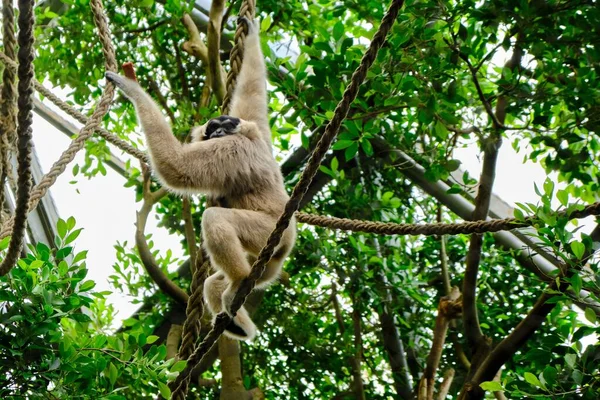 Divoká Béžová Opice Visící Provazů Džungli — Stock fotografie