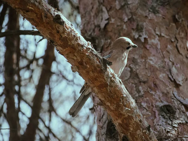 Nahaufnahme Eines Eichelhährers Auf Dem Ast Eines Baumes Lasi Rumänien — Stockfoto