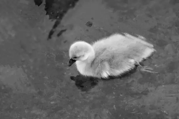 一只不会说话的游泳小天鹅的灰白色鳞片 天鹅绒色 — 图库照片