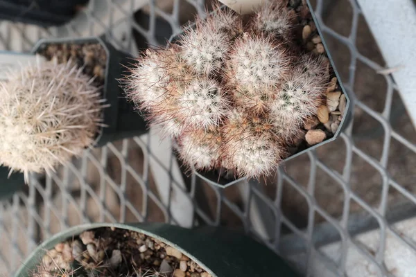 Primo Piano Cactus All Interno Una Serra Nel Texas Occidentale — Foto Stock