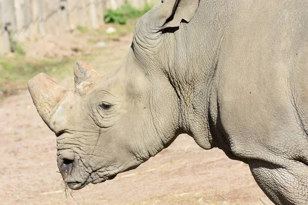 Ritratto Primo Piano Rinoceronte Bianco Del Sud Una Giornata Sole — Foto Stock