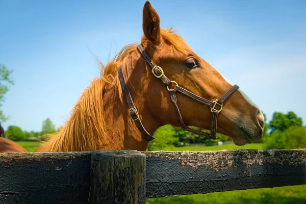 Thoroughbred Horse Portrait Looking Wooden Fence Sunny Day — Stock Photo, Image