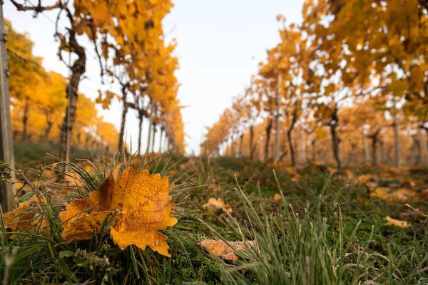 Eine Nahaufnahme Brauner Weinblätter Herbst Auf Dem Boden Eines Weinbergs — Stockfoto