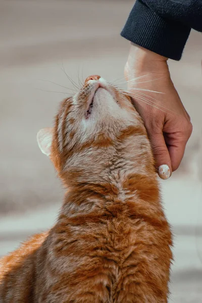 茶色の縞模様の猫を撫でる人の垂直ショット — ストック写真