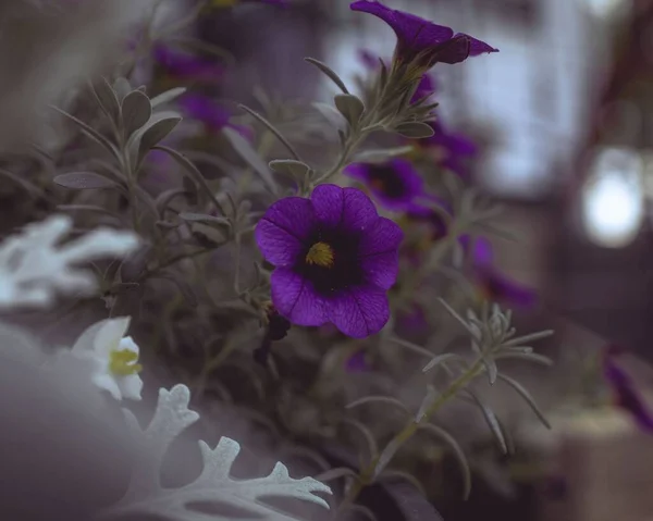 Городі Цвітуть Фіолетові Квіти Калібрахоа — стокове фото