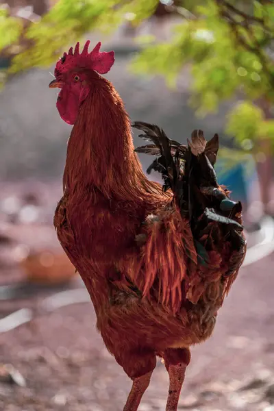 Een Close Van Een Bruine Haan Een Wazige Achtergrond — Stockfoto