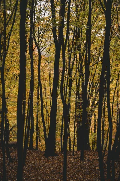Ψηλοί Κορμοί Δέντρων Πολύχρωμα Φθινοπωρινά Φύλλα Στο Δάσος — Φωτογραφία Αρχείου