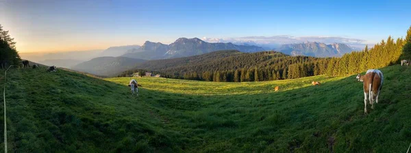 Napkelte Alpesi Legelőn Stoisser Alm Egy Tehéncsordával Bajor Alpokban Németország — Stock Fotó