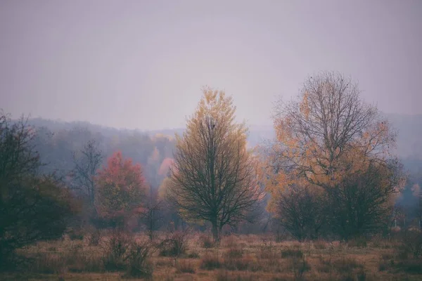 View Forested Area Gloomy Autumn Day — Stock Photo, Image