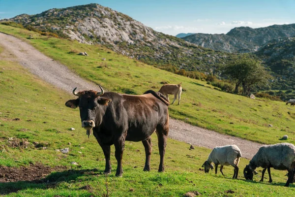 A black cow next to sheep in a field with mountains in the background