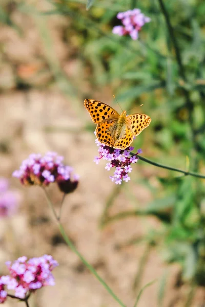 Eine Vertikale Nahaufnahme Des Issoria Lathonia Schmetterlings Auf Der Blume — Stockfoto