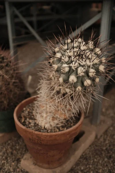 Närbild Kaktus Inuti Ett Växthus West Texas — Stockfoto