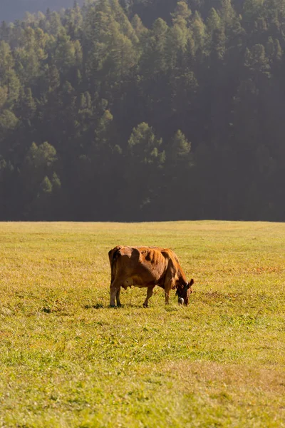 Вертикальний Шматок Корови Пасеться Полі Енгадіні Швейцарія — стокове фото