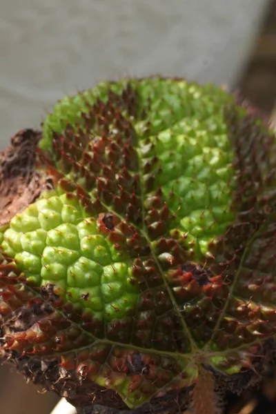 Вертикальный Макроснимок Листьев Растений Солнечной Росы Drosera Растущих Солнечным Светом — стоковое фото