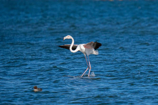 Flamingo Grande Bonito Pousou Lago Azul — Fotografia de Stock