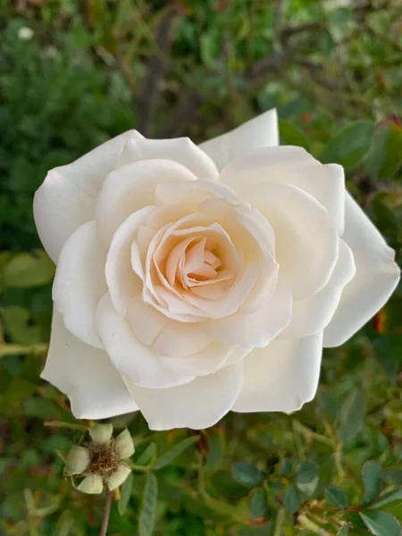 Closeup Shot Opened White Rose Garden — Stock Photo, Image
