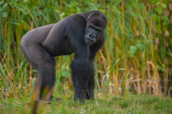 Sidovy Lurvig Svart Gorilla Poserar Det Vilda — Stockfoto