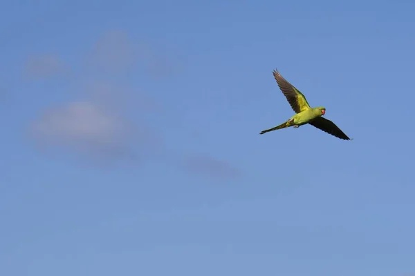 Nízký Úhel Záběru Růžového Papouška Letícího Modré Obloze Jasném Slunečním — Stock fotografie