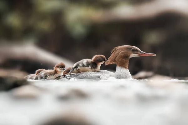 Primo Piano Dei Piccoli Anatroccoli Della Madre Anatra Che Nuotano — Foto Stock