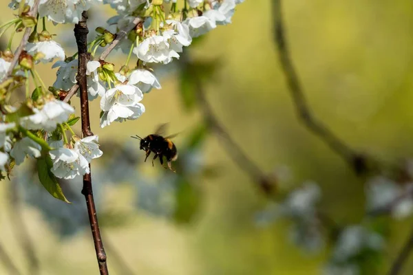 Ένα Κοντινό Πλάνο Μιας Μέλισσας Που Πετάει Γλυκά Άνθη Κερασιάς — Φωτογραφία Αρχείου