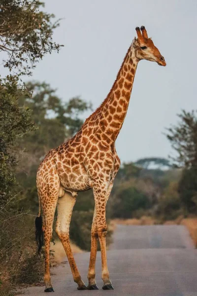 Een Verticaal Schot Van Een Giraffe Een Weg Tussen Bomen — Stockfoto