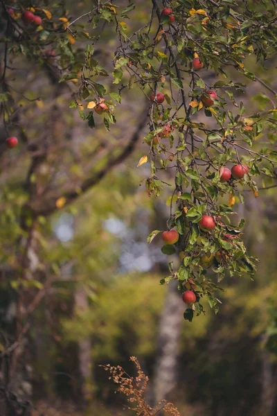 Een Verticaal Shot Van Een Appelboom Met Rood Fruit Een — Stockfoto