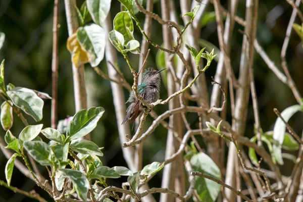 Ağaç Dalında Oturan Küçük Şirin Bir Sinekkuşu — Stok fotoğraf