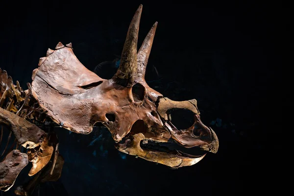 Starobylá Zvířecí Lebka Národním Muzeu Starožitností Leidenu Nizozemsko — Stock fotografie